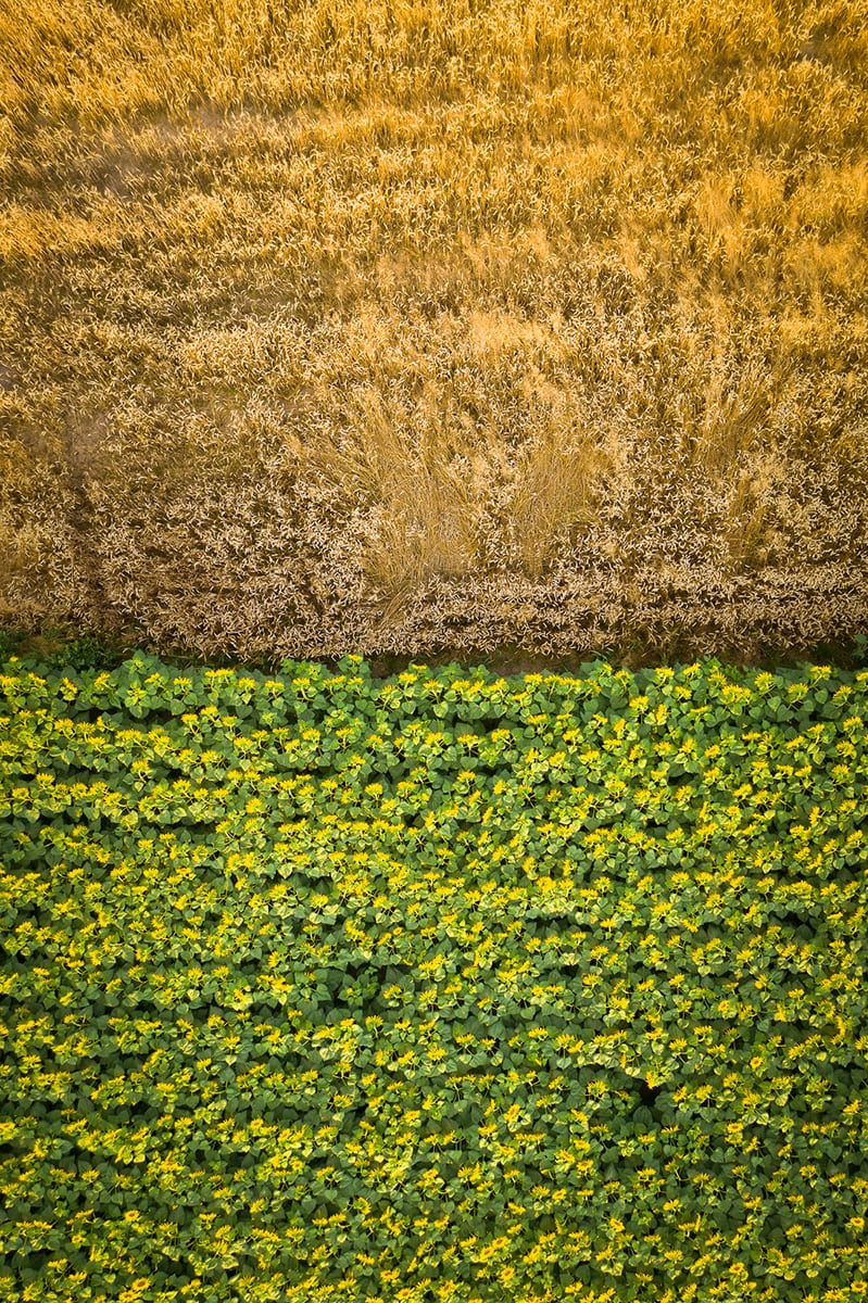 Pszenica i słoneczniki w ujęciu z drona Kaktus.studio